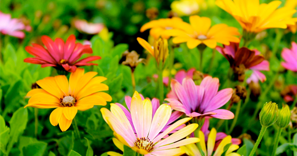 Transform your garden with a splash of vibrant colors! Imagine a stunning array of yellow, pink, and red flowers nestled among lush green leaves.