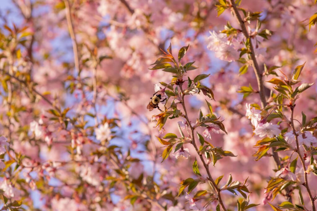 A lively bumblebee gathers nectar from bright pink blossoms, basking in warm sunlight—celebrating our vibrant community in bloom.