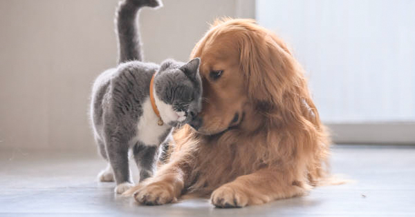 A gray and white cat lovingly nuzzles a golden retriever on the floor, radiating warmth and community spirit in Essex County.