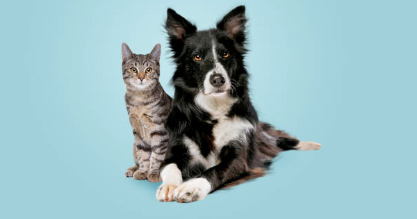 A lively gray tabby cat sits beside a playful black and white dog, both facing forward, spotlighting Essex County's vibrant pet community.