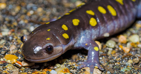 A vibrant spotted salamander with glossy black skin and bold yellow spots enlivens Essex County’s rocky, rain-kissed habitat.